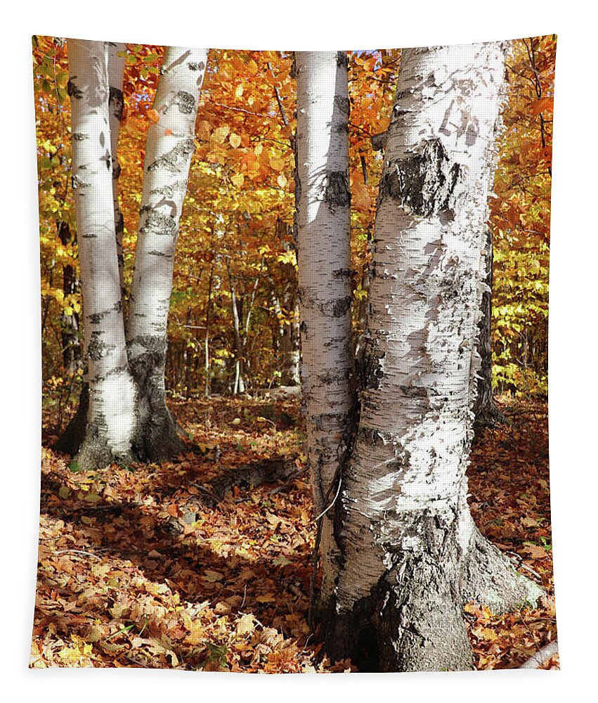 Hike Tapestry featuring the photograph White Birch Fall Colors by David T Wilkinson