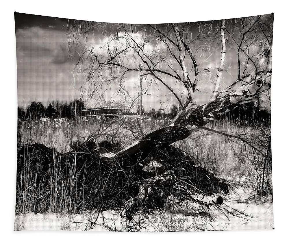 Black And White Photography Tapestry featuring the photograph White Birch Or Desire to Live by Aleksandrs Drozdovs