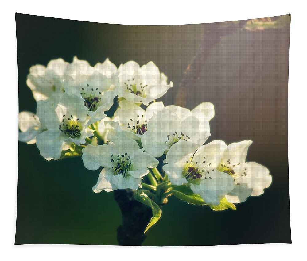 Dupage County Tapestry featuring the photograph White Blossoms in Evening Light by Joni Eskridge