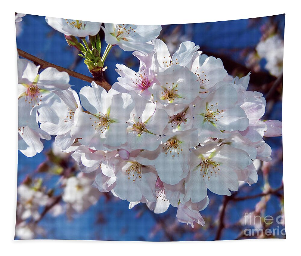 Cherry Tree Tapestry featuring the photograph White Blossoms with Carolina Blue by Amy Dundon