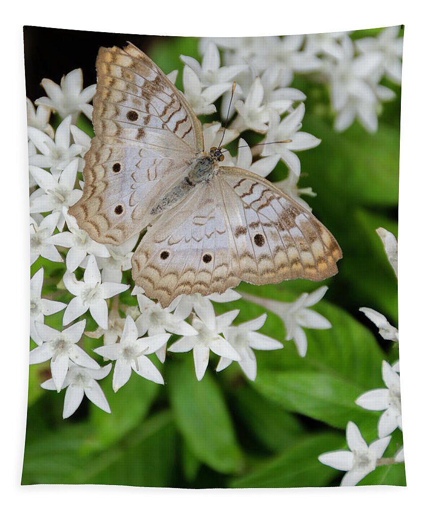 Butterfly Tapestry featuring the photograph White Butterfly on White Flowers by WAZgriffin Digital
