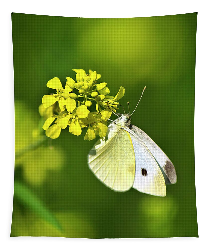 Butterfly Tapestry featuring the photograph White Butterfly On Yellow Flower by Christina Rollo