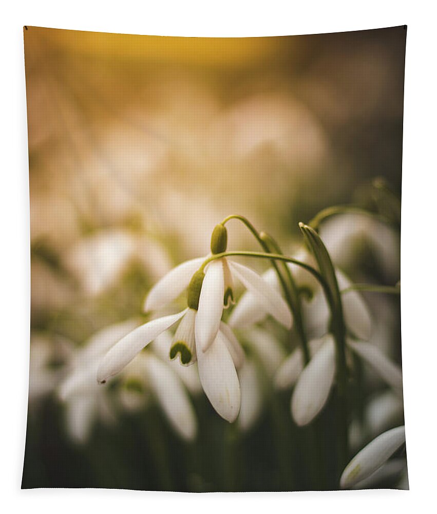 Europe Tapestry featuring the photograph White common snowdrop - prank of nature by Vaclav Sonnek