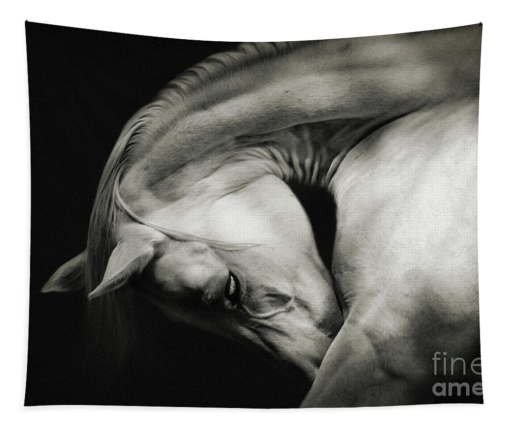Horse Tapestry featuring the photograph White Horse Sensual Portrait On Black Background by Dimitar Hristov