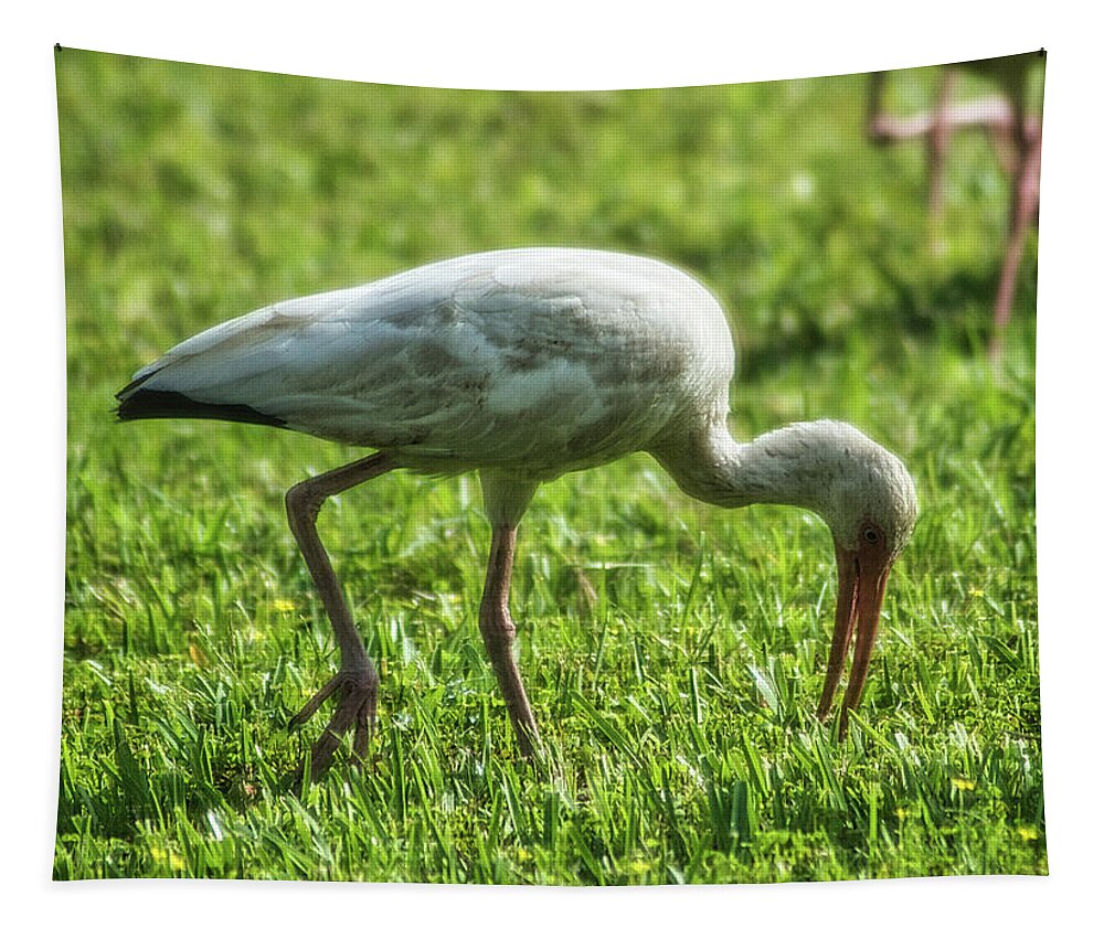 Bird Tapestry featuring the photograph White Ibis Feeding Time by Portia Olaughlin
