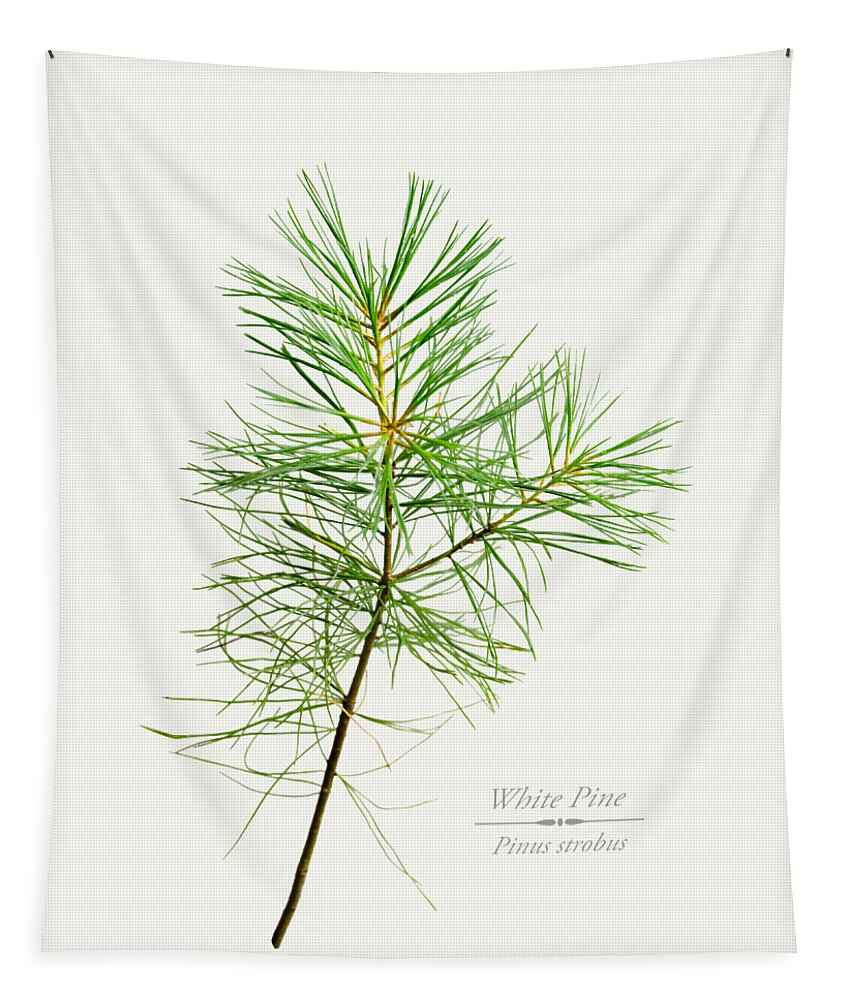 White Pine Tapestry featuring the mixed media White Pine by Christina Rollo