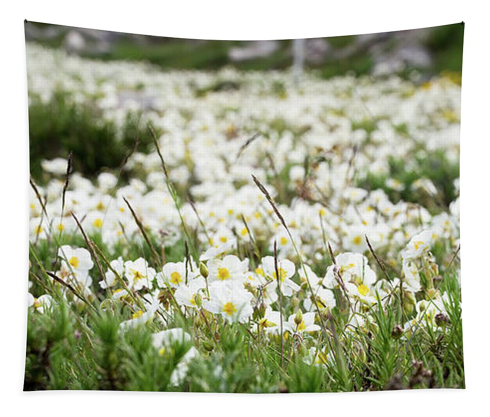 Helianthemum Tapestry featuring the photograph White rock-rose, Helianthemum apenninum field by Jean-Luc Farges