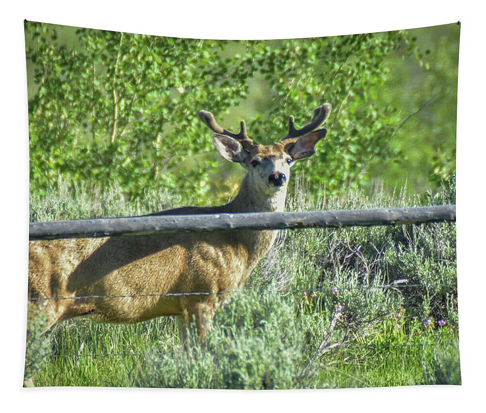 Deer Tapestry featuring the photograph White tail velvet by Ed Stokes