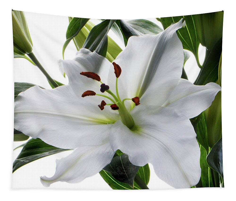 Tiger Lily Tapestry featuring the photograph White Tiger Lily by Terence Davis
