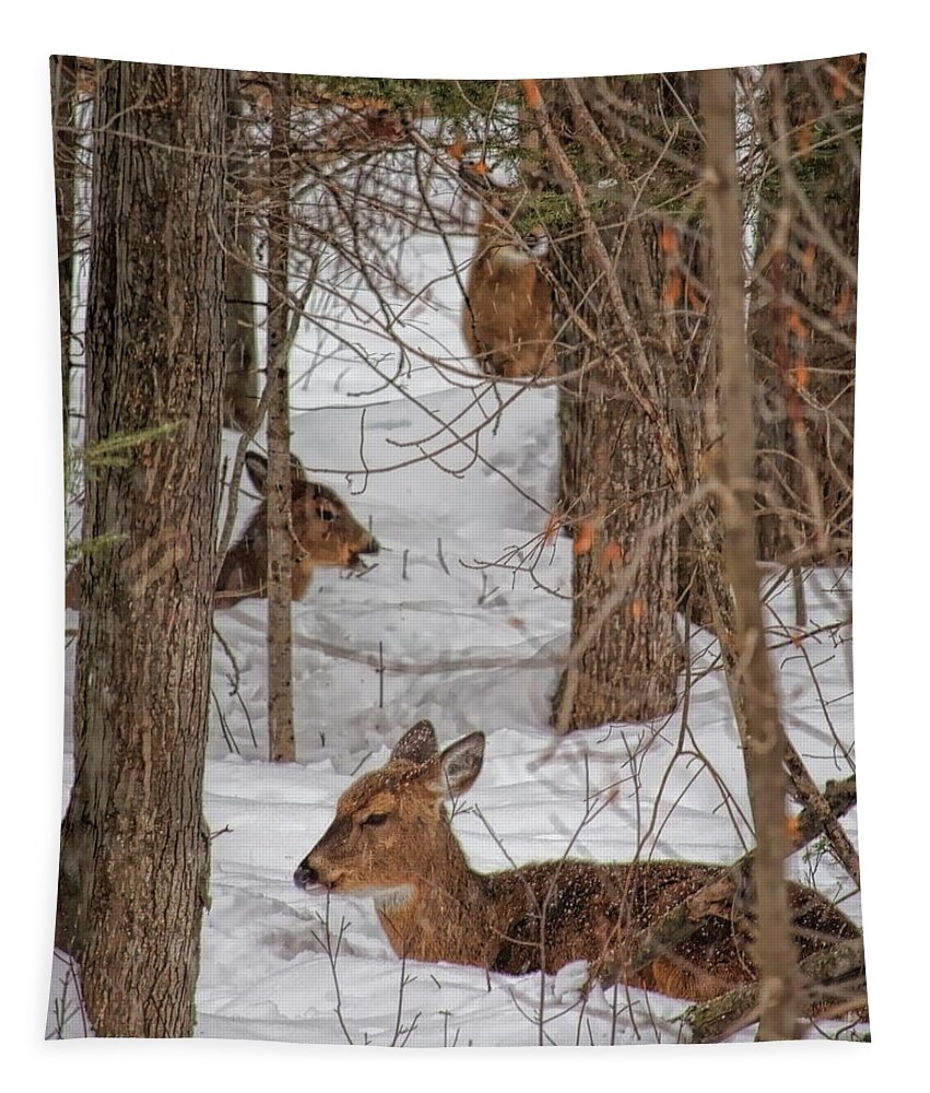 Wildlife Tapestry featuring the photograph Whitetail Deer Relaxing In The Snow by Dale Kauzlaric
