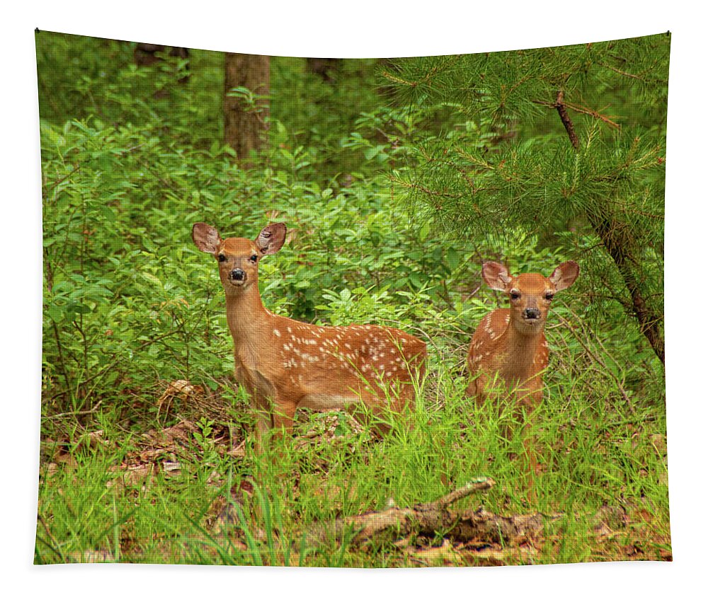 Adorable Tapestry featuring the photograph Whitetail Fawn Twins by Kristia Adams
