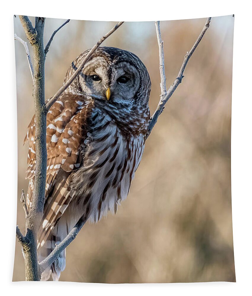Owl Tapestry featuring the photograph Who Gives a Hoot by Linda Shannon Morgan