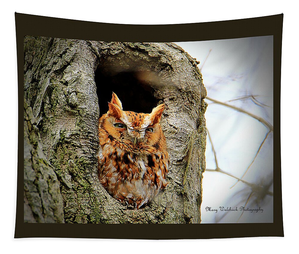 Eastern Screech Owl Red Morph Tapestry featuring the photograph Whooo are You by Mary Walchuck