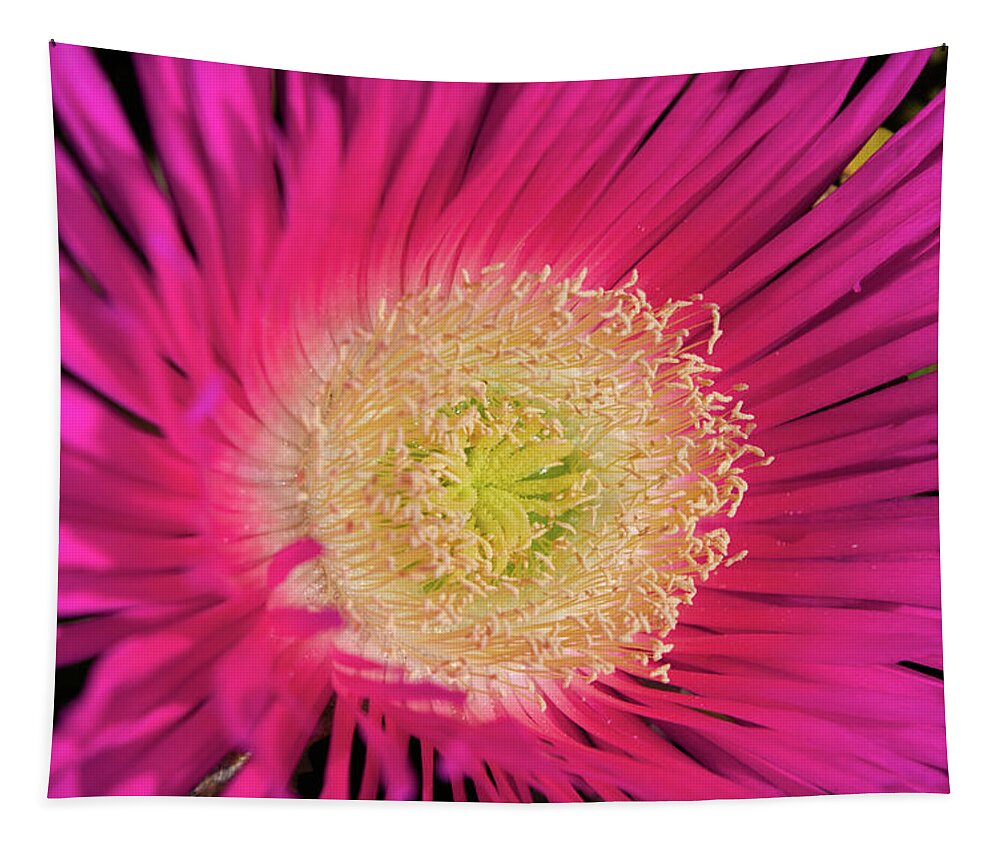 Purple Flower Tapestry featuring the photograph Wild beach purple flower by Angelo DeVal