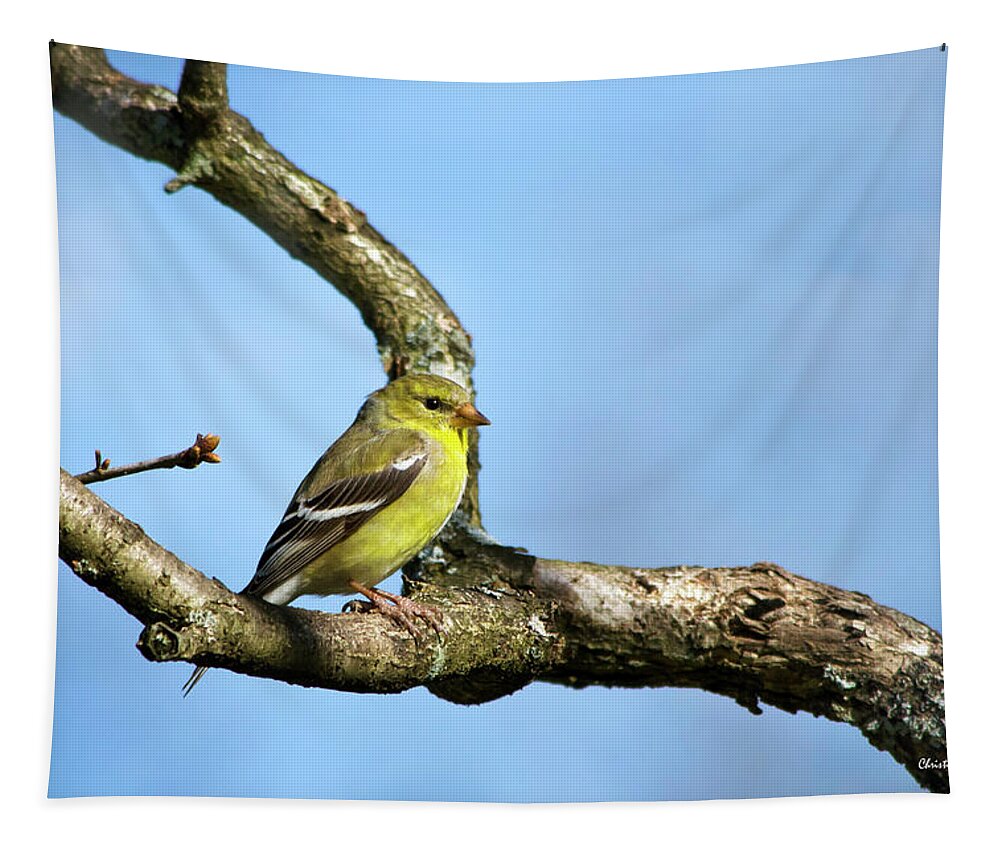 Bird Tapestry featuring the photograph Wild Birds - American Goldfinch by Christina Rollo