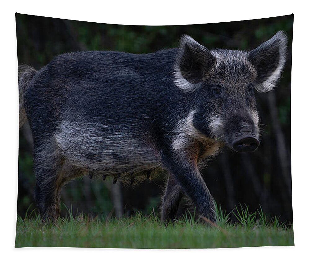 Hog Tapestry featuring the photograph Wild Boar 2 by Larry Marshall