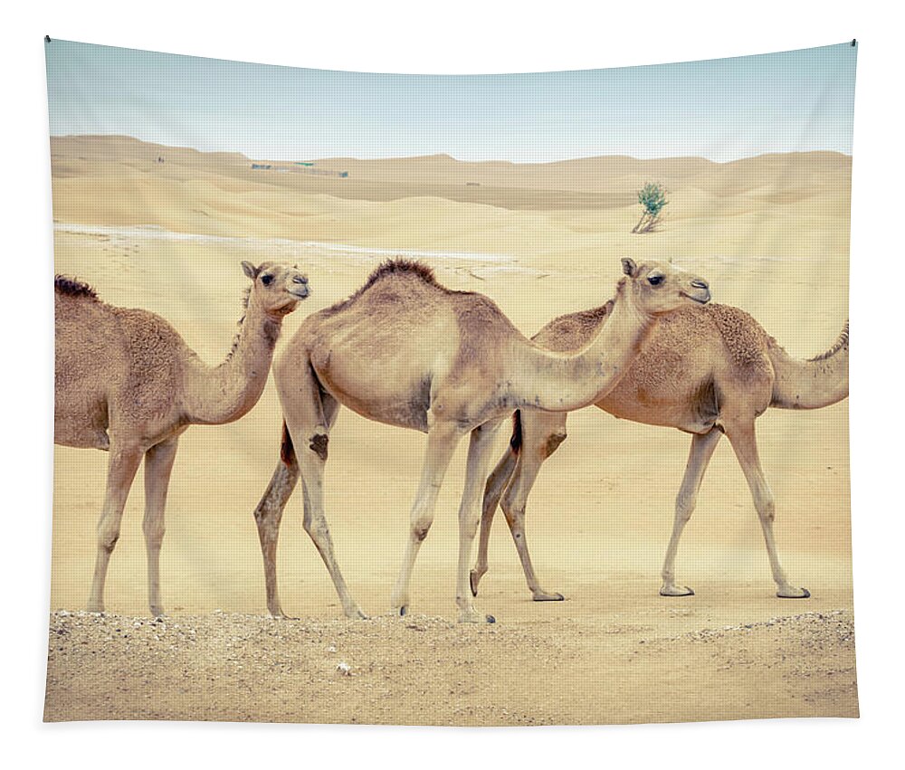 Abu Dhabi Tapestry featuring the photograph Wild camels in the Middle Eastern desert by Alexey Stiop