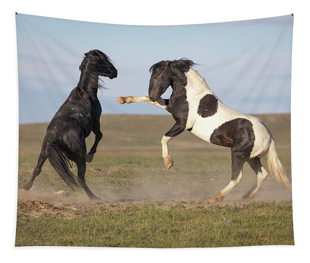 Wild Stallions Tapestry featuring the photograph Wild Conflict by Darlene Smith