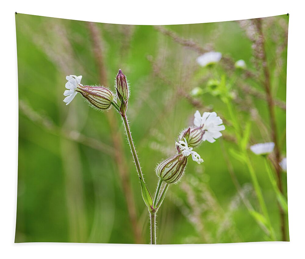 Flower Tapestry featuring the photograph Wild Floral by Amelia Pearn