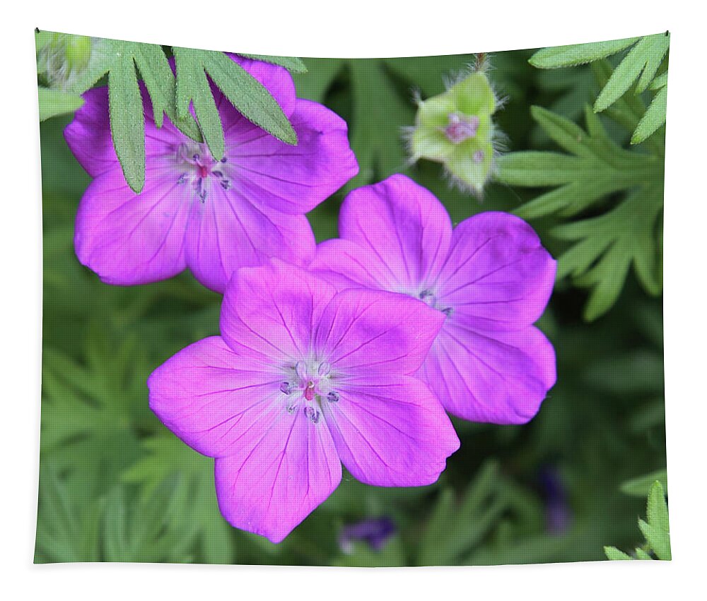 Flowers Tapestry featuring the photograph Wild Geraniums by Bob Falcone