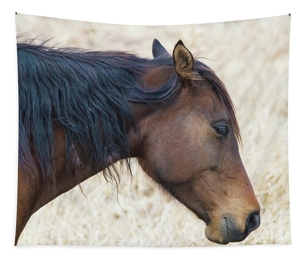 Wild Horse Of Paynes Prairie Preserve State Park Tapestry featuring the photograph Wild Horse of Paynes Prairie Preserve State Park, Florida 2 by Felix Lai