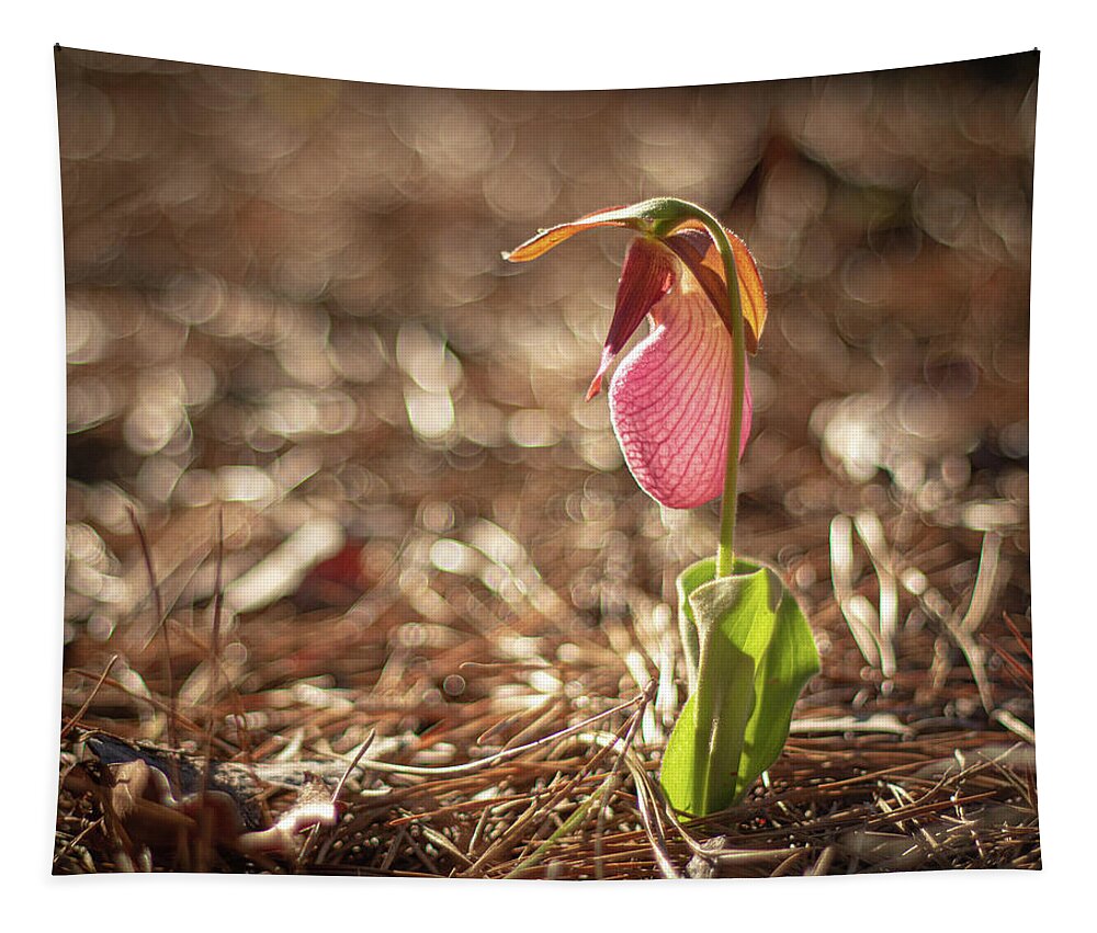 Cypripedium Acaule Tapestry featuring the photograph Wild Lady Slipper In The Morning by Kristia Adams