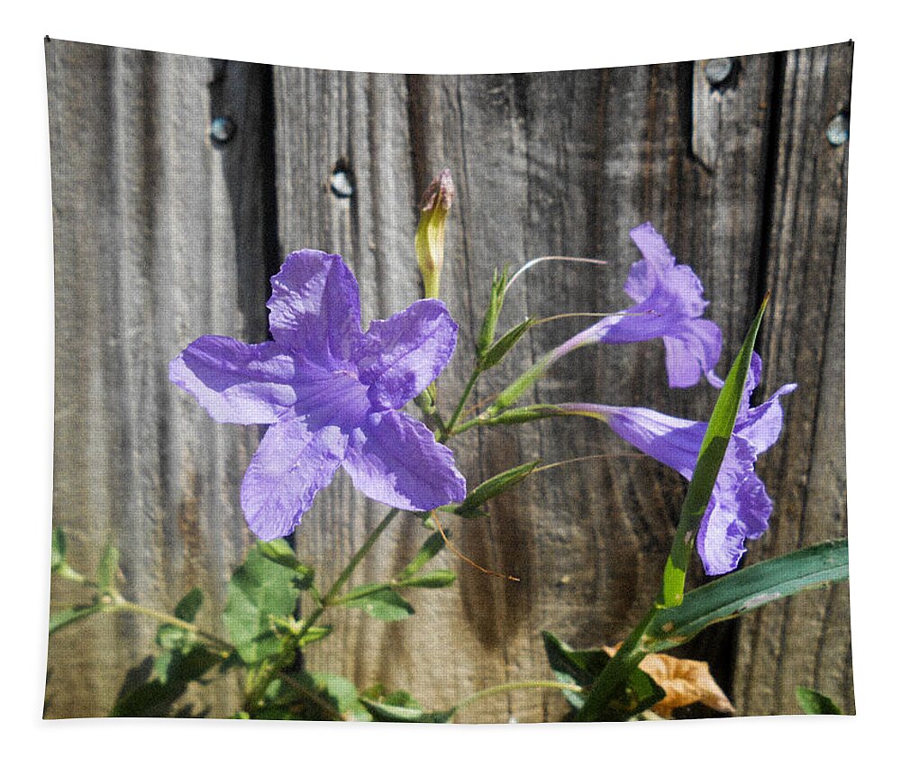 Ruellia Humilis Tapestry featuring the photograph Wild Petunias by W Craig Photography