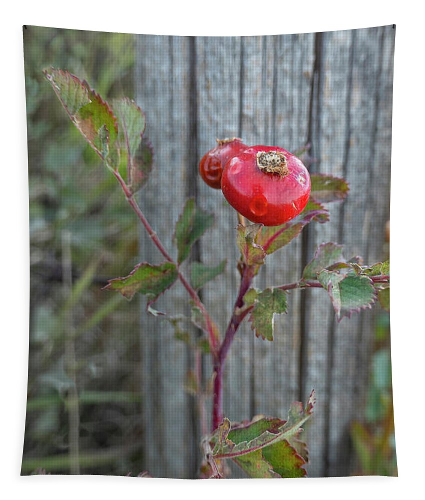 Rose Tapestry featuring the photograph Wild Rose Hips And Fence Post by Karen Rispin