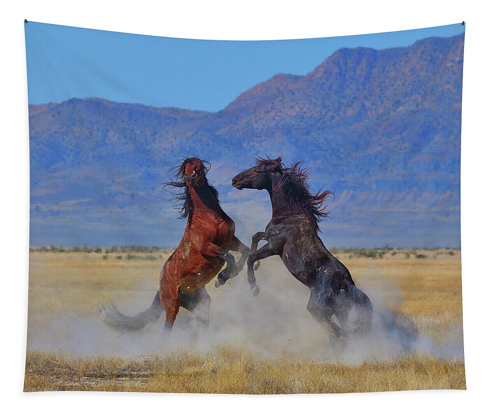 Wild Horses Tapestry featuring the photograph Wild Stallion Dust Up by Greg Norrell