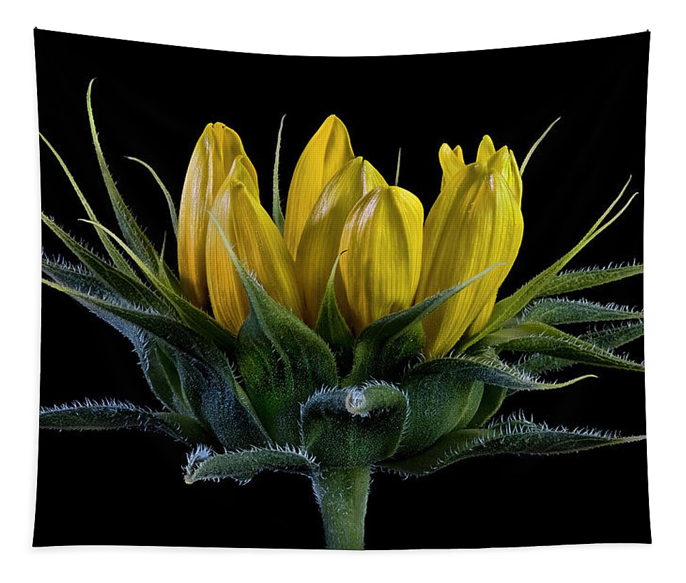 Wild Sunflower Bud Tapestry featuring the photograph Wild Sunflower Bud by Endre Balogh
