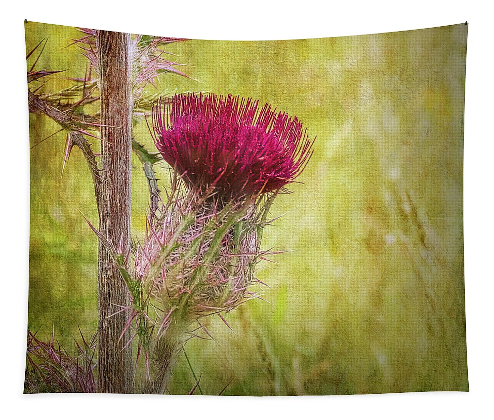 Flower Tapestry featuring the photograph Wild Thistle in South Carolina by Bellesouth Studio