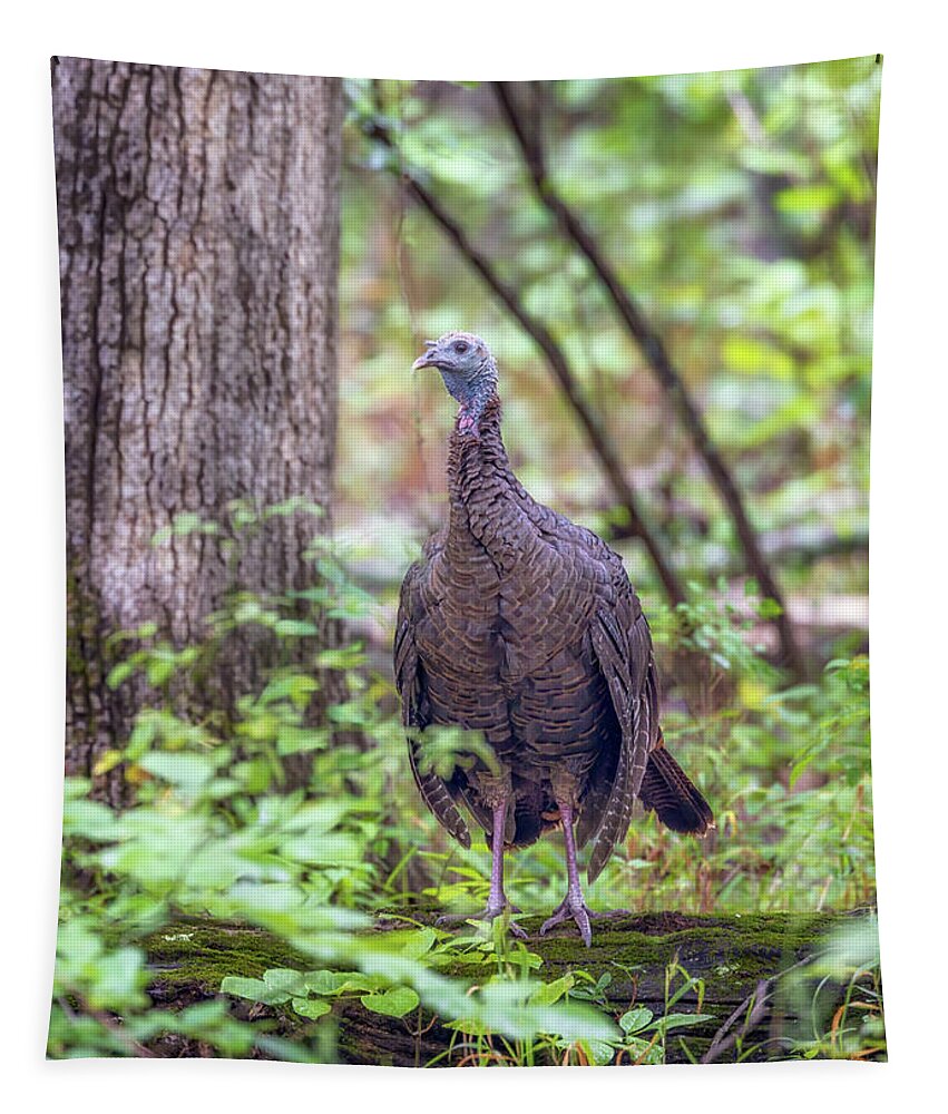 Wild Turkey Tapestry featuring the photograph Wild Turkey Standing on a Log by Susan Rissi Tregoning