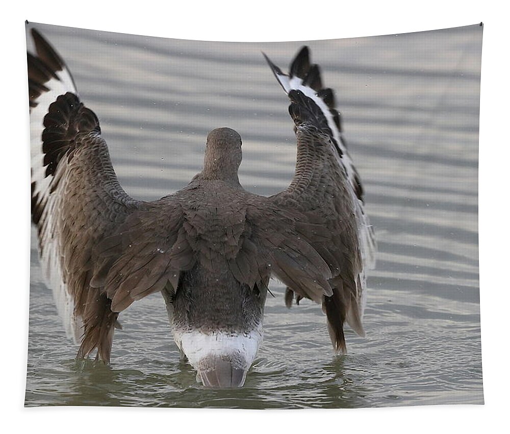 Willet Tapestry featuring the photograph Willet's Impressive Wings by Mingming Jiang