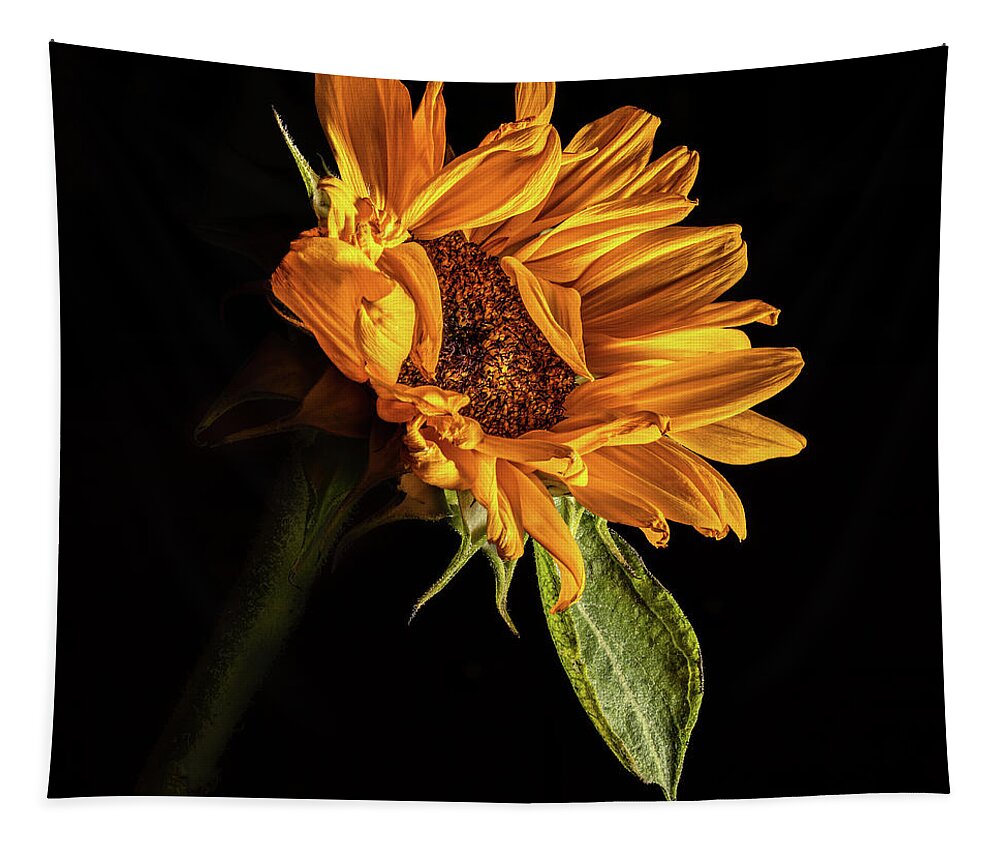 Black Background Tapestry featuring the photograph Wilting Sunflower #1 by Kevin Suttlehan