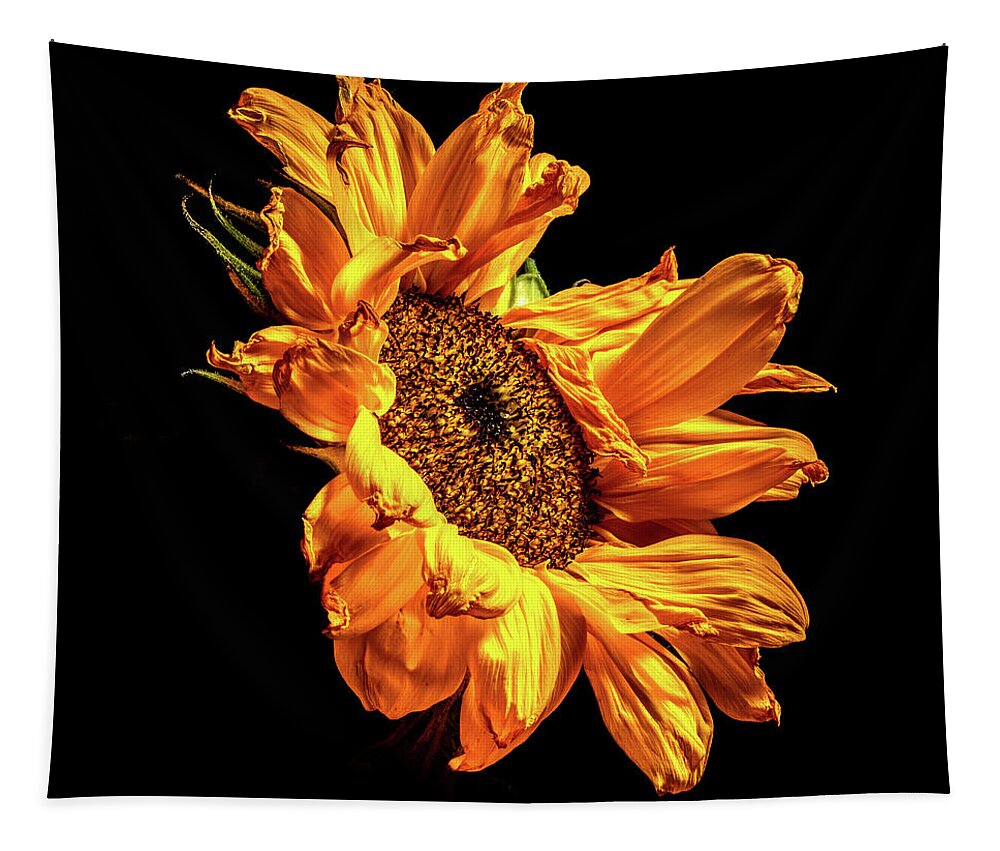 Black Background Tapestry featuring the photograph Wilting Sunflower #2 by Kevin Suttlehan