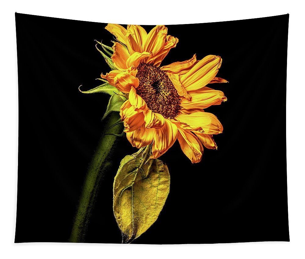 Black Background Tapestry featuring the photograph Wilting Sunflower #3 by Kevin Suttlehan
