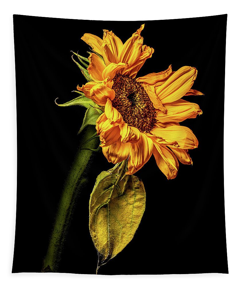 4x5 Format Tapestry featuring the photograph Wilting Sunflower #5 by Kevin Suttlehan