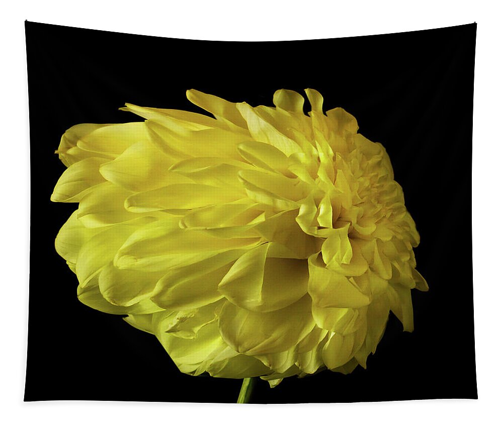 Yellow Mum Tapestry featuring the photograph Wind Blown Mum by Cheryl Day