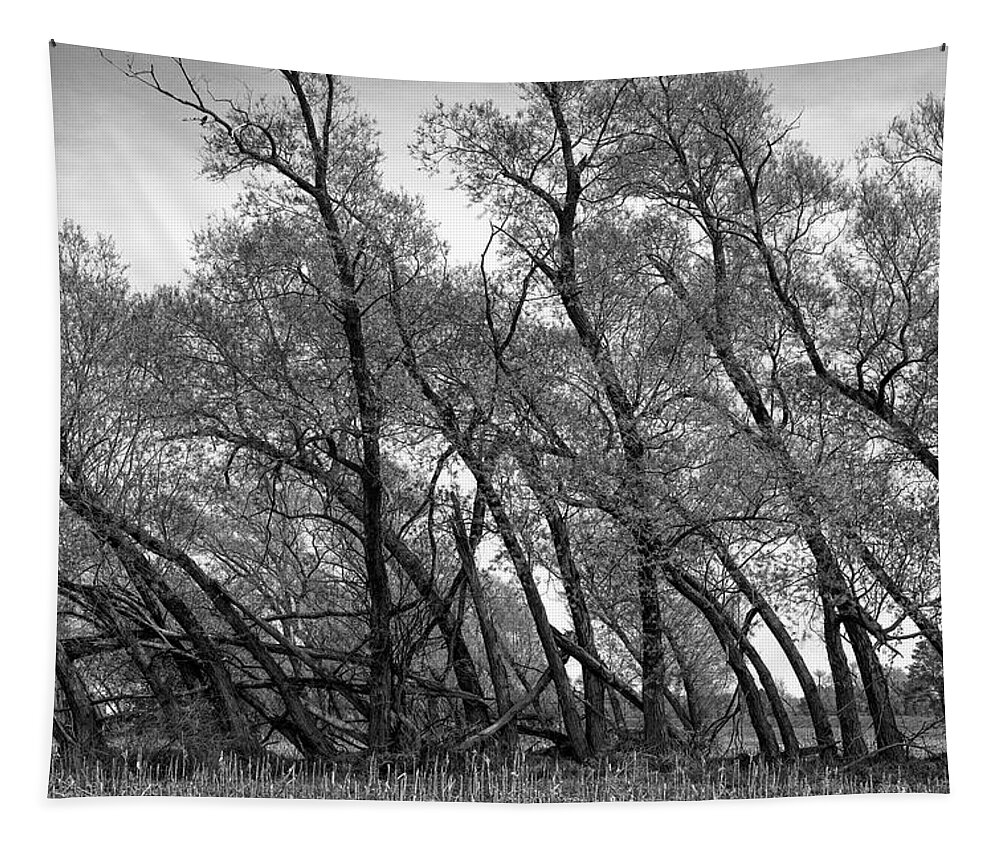  Tapestry featuring the photograph Wind Row - St Johns, Michigan USA by Edward Shotwell