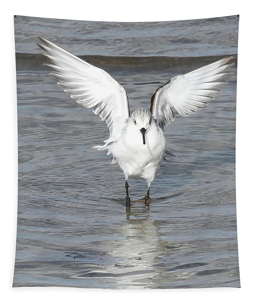 Sanderling Tapestry featuring the photograph Wings Out Sanderling by Jerry Griffin