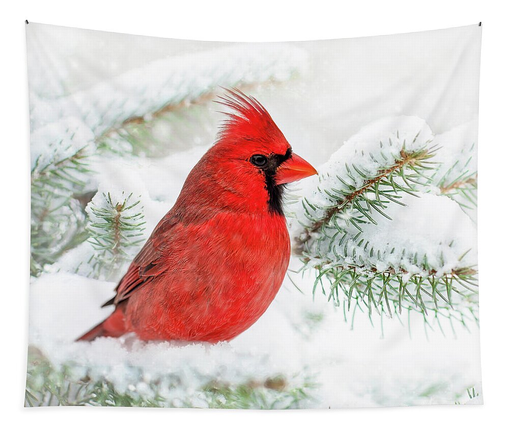 Winter Tapestry featuring the photograph Winter Cardinal Square by Christina Rollo