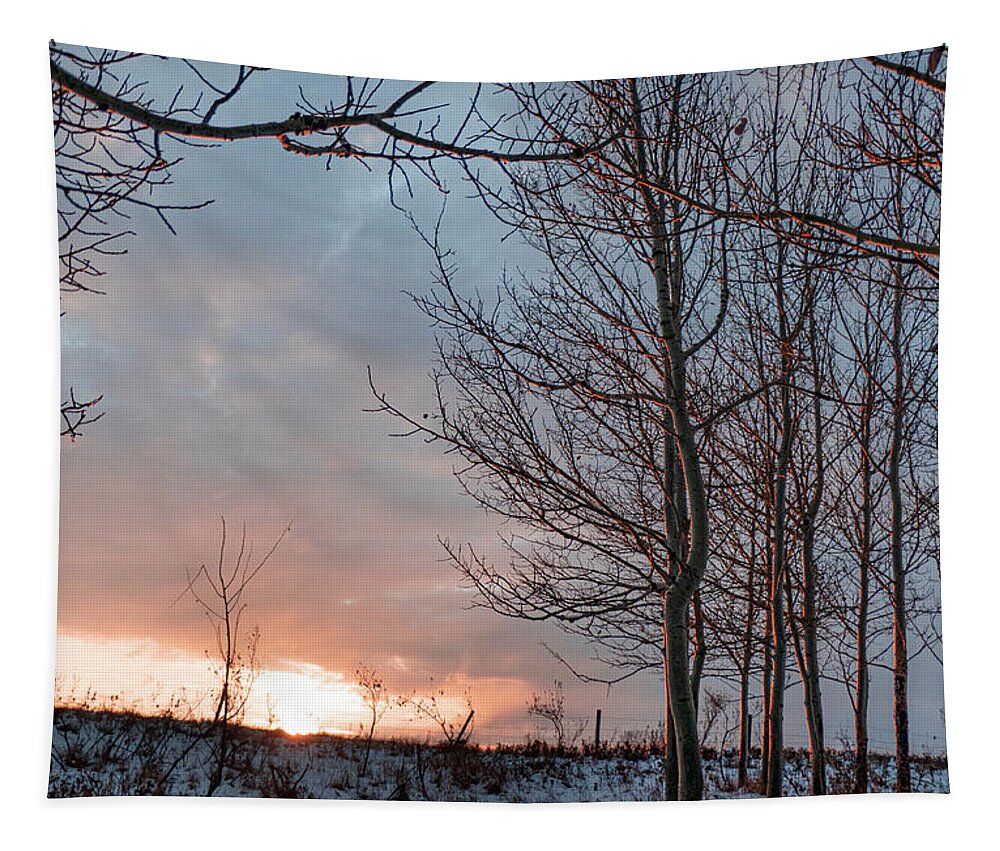 Winter Tapestry featuring the photograph Winter Dawn With Aspen Trees by Phil And Karen Rispin