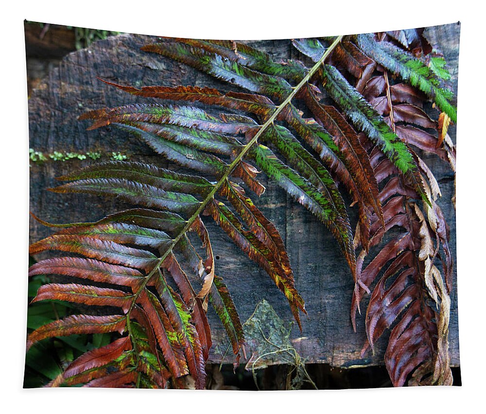 Fern Tapestry featuring the photograph Winter Fern by Cheryl Day