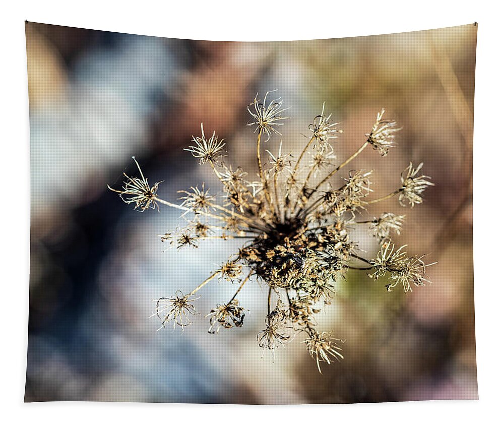 Daucus Carota Tapestry featuring the photograph Winter Flora 2 by Amelia Pearn