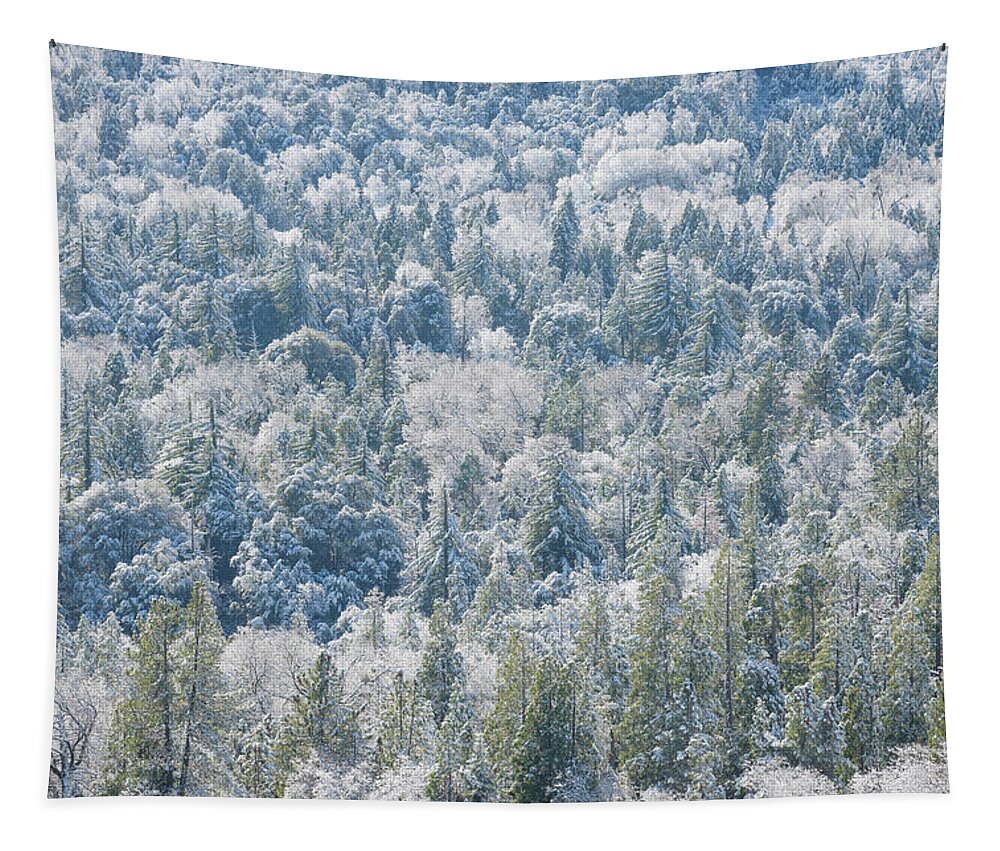 Winter Tapestry featuring the photograph Winter Forest, Palomar Mountain by Alexander Kunz