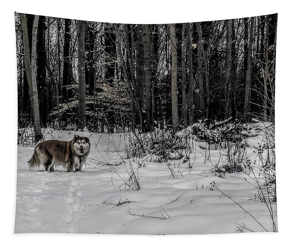  Tapestry featuring the photograph Winter Hike by Brad Nellis