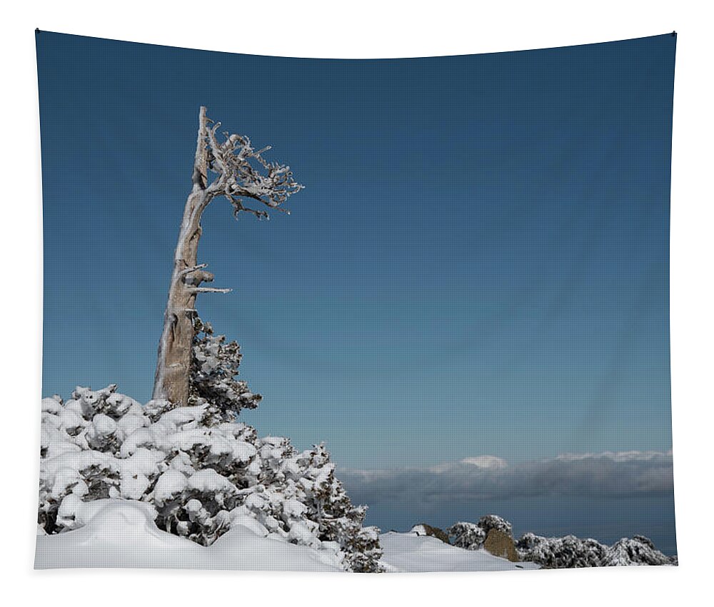 Single Tree Tapestry featuring the photograph Winter landscape in snowy mountains. frozen snowy lonely fir trees against blue sky. by Michalakis Ppalis