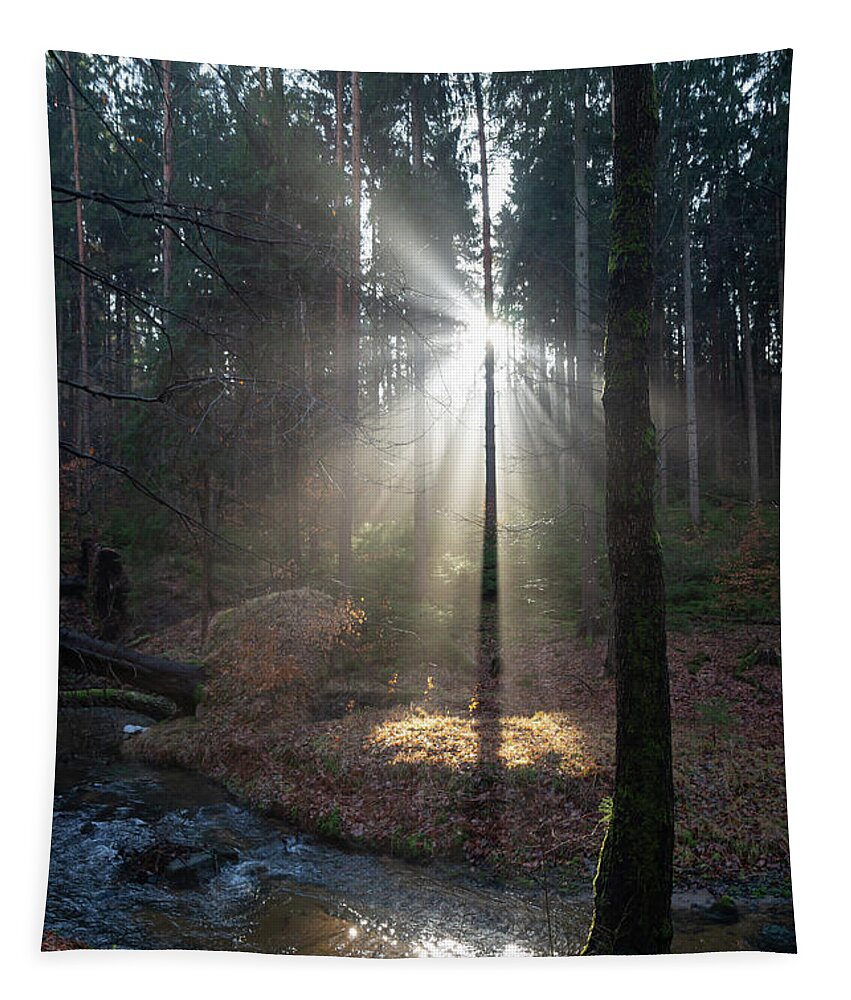 Winter Tapestry featuring the photograph Winter light in the forest 1 by Adriana Mueller