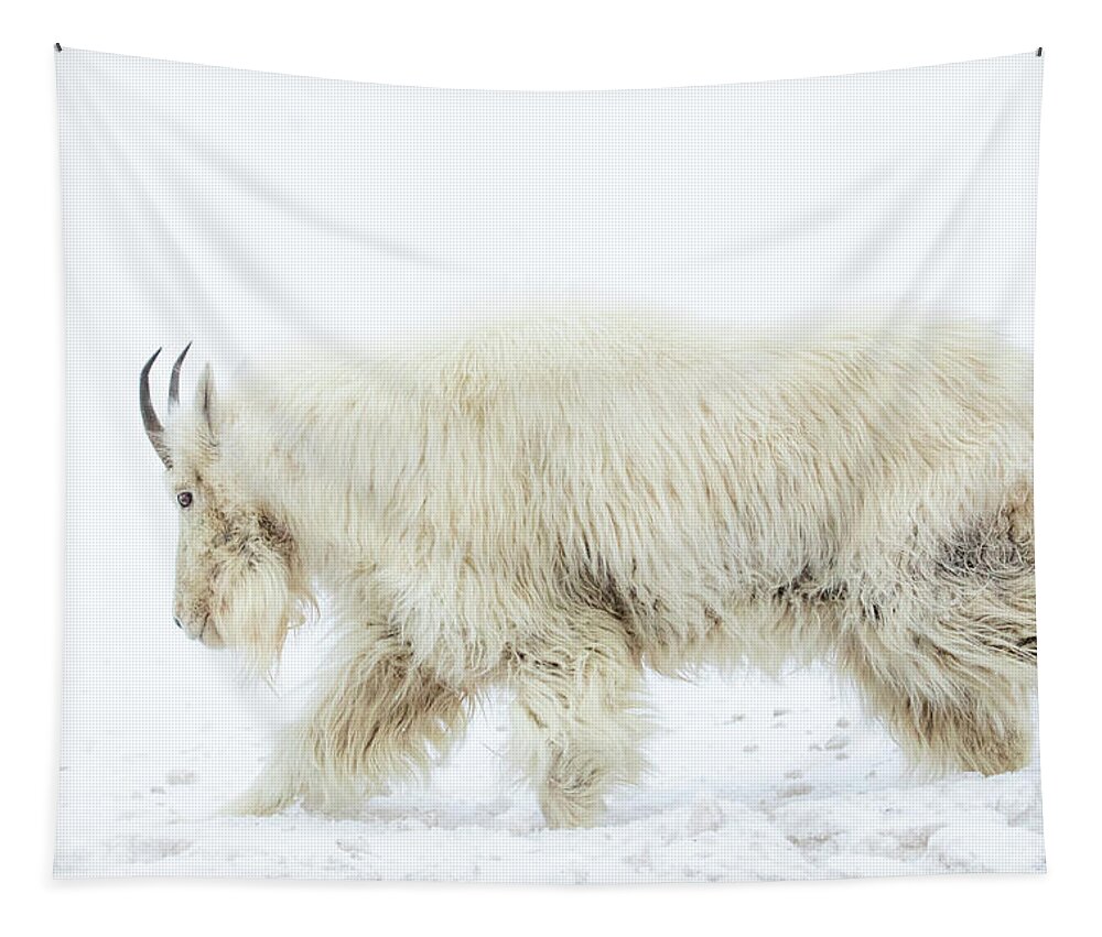 Mountain Goat Tapestry featuring the photograph Winter Mountain Goat by Wesley Aston