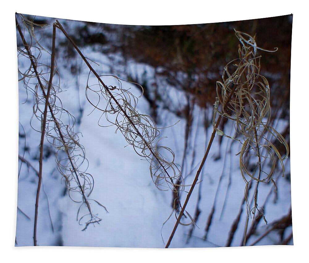 Rosebay Willowherb Tapestry featuring the photograph Winter of Fireweed by Elena Perelman
